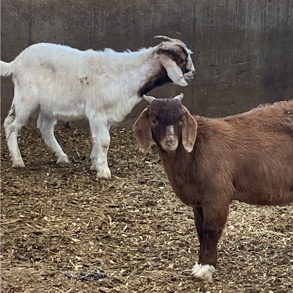 # 1-60 Unlisted Live
Pre-Loved💙 NWT 💙 NWOT 💙 - Picture 15 of 15